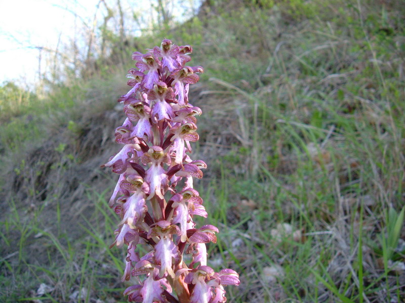 Barlia robertiana